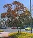 Coral Gum Eucalyptus Torquata 20 Seeds