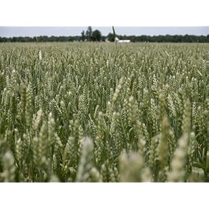 A Thick Field of Milo, a Relative of Sorghum Used for Poultry Feed Photographic Poster Print