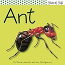 Ant