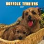 Norfolk Terriers 2007 Calendar