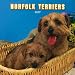 Norfolk Terriers 2007 Calendar