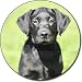from Fridge Magnets Black Labrador Puppy Fridge Magnet Stocking Filler, Ref:AD-L2FM