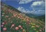 High Color: Spectacular Wildflowers of the Rockies