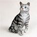 Stone Resin Realistic Silver Tabby Cat Figurine