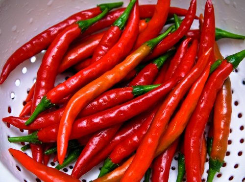 Long Thin Cayenne Pepper Plants - Hot! - 4 Plants Long Thin Cayenne Pepper Plants - Hot! - 4 Plants