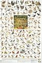 Birds of the Countryside Poster: British Isles and Europe (594x900mm)