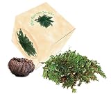 Eigenschaften Bull & Bear / Geschenkpackung Rose von Jericho