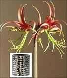 Amaryllis Chico in a Ceramic Snakeskin Circle - New