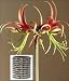 Amaryllis Chico in a Ceramic Snakeskin Circle - New