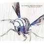 Fly Between Falls