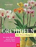 Orchideen