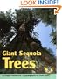 Giant Sequoia Trees (Early Bird Nature)