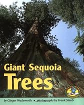 Giant Sequoia Trees (Early Bird Nature)
