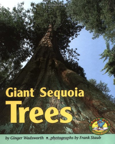 Giant Sequoia Trees (Early Bird Nature)