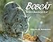 Bobcat: North America's Cat
