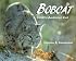 Bobcat: North America's Cat