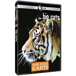 Inside Nature's Giants: Big Cats