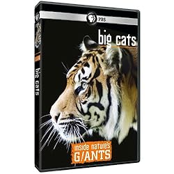 Inside Nature's Giants: Big Cats