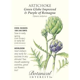 Artichoke Seeds Green Globe Improved & Purple Heirloom 12 Seeds
