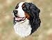 Bernese Mountain Dog Woven Lap Square (Throw Blanket)