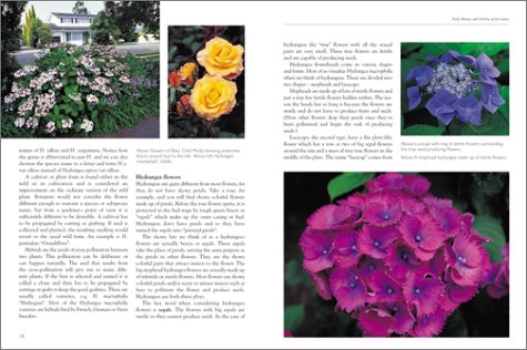 Hydrangeas