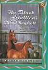 The Black Stallion's Blood Bay Colt