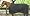 ( Dark Green)