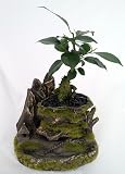 Mount Fuji Ginseng Bonsai Tree Ficus 51QU4TkLsFL. SL160 Mount Fuji Ginseng Bonsai Tree Ficus