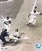 Jackie Robinson 8x10