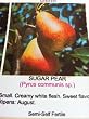 Sugar Pear Tree, Five Gallon Container