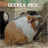 Guinea Pigs 2009 Wall Calendar