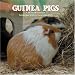 Books : Guinea Pigs 2009 Wall Calendar