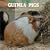 Guinea Pigs 2009 Wall Calendar (French Edition)
