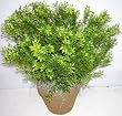 16" INDOOR / OUTDOOR Tea Leaf Plant