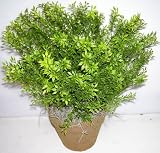 15 Indoor Outdoor Tea Leaf Plant