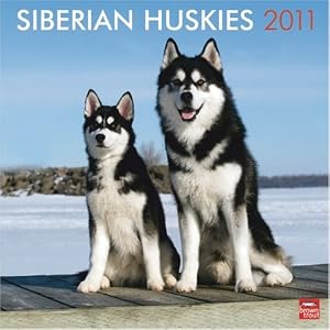 Siberian Huskies 2011 Square 12X12 Wall Calendar (Multilingual Edition) by BrownTrout Publishers Inc