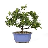 Brussel's Bonsai 53805 Gardenia Bonsai