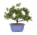 Brussel's Bonsai 53805 Gardenia Bonsai