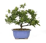 Brussel's Bonsai 53805 Gardenia Bonsai by Brussel's Bonsai Best Prices
