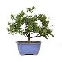 Brussel's Bonsai - Gardenia Bonsai