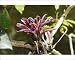 Photographic Prints of WAT-14462 Bromeliad - in park from Ardea Wildlife Pets