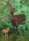 3D Lenticular POSTCARD-DEER