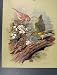 Colored Fine Art Old Print Linnet Male Green Finch 1965