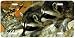 Double Trouble - Racoons - Wildlife Decor Art Print - License Plate Tag By Carl Brend...