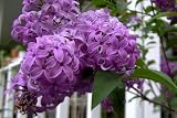 25 FRENCH / OLD FASHIONED LILAC Syringa Vulgaris Flower Shrub Bush Seeds