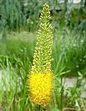 Yellow Foxtail Eremurus Lily 10 Seeds