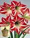 Amaryllis Minerva in a Rattan Basket