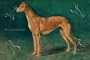 Art Poster, Coursing Greyhound - 27.5 x 18.75