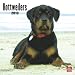 Rottweilers 2010 Wall