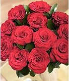 12 Red Roses